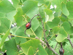 Erythrina