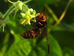 Vespa analis insularis