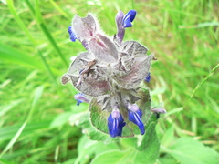 Salvia clinopodioides