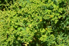 Euphorbia ceratocarpa