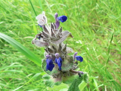 Salvia clinopodioides