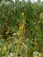Sisymbrium polymorphum