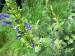Salvia mexicana