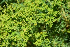 Euphorbia ceratocarpa