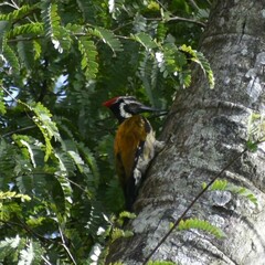 Dinopium benghalense