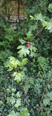 Crataegus laevigata