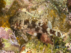 Scorpaena maderensis