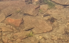 Actinopterygii
