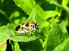 Eurydema ornata