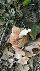 Lactifluus volemus