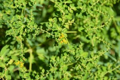 Euphorbia ceratocarpa