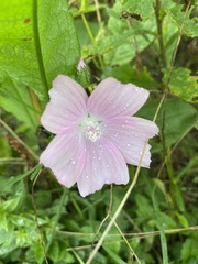 Malva moschata