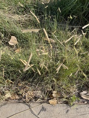 Bouteloua gracilis