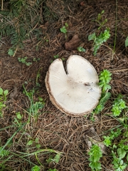 Agaricus hondensis