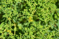 Euphorbia ceratocarpa