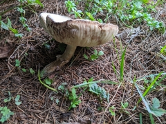 Agaricus hondensis