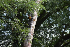 Dinopium benghalense