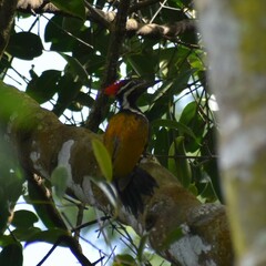 Dinopium benghalense