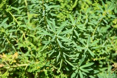Euphorbia ceratocarpa