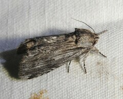 Ianassa coloradensis