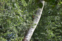 Dinopium benghalense