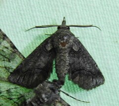 Paectes abrostolella