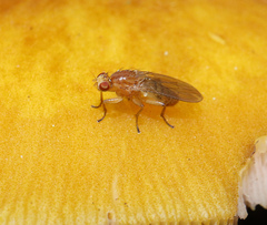 Heleomyzidae