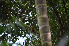 Dinopium benghalense