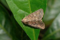 Condica illecta