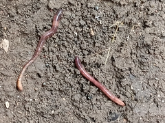 Eisenia fetida