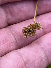 Carex viridula