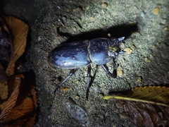 Serrognathus titanus platymelus