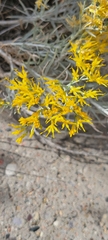 Gutierrezia microcephala