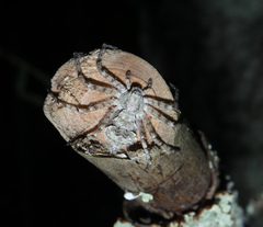 Philodromus margaritatus