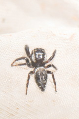 Macaroeris nidicolens