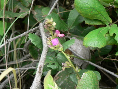 Sidalcea sparsifolia