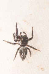 Macaroeris nidicolens