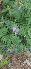 Polemonium foliosissimum