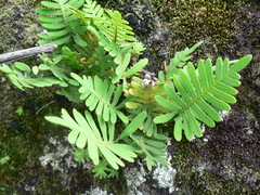Polypodioideae