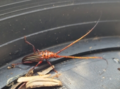 Chydarteres striatus