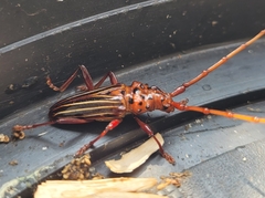 Chydarteres striatus