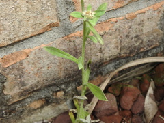 Gamochaeta americana