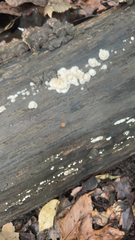 Ductifera pululahuana