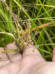 Scirpus sylvaticus