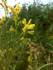 Linaria biebersteinii ruthenica