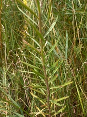 Linaria biebersteinii ruthenica