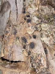 Biscogniauxia marginata