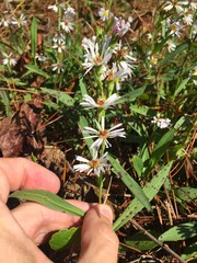 Symphyotrichum simmondsii
