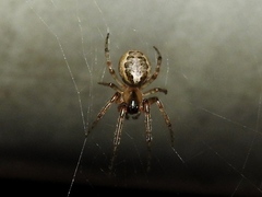 Zygiella x-notata