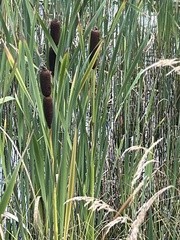 Scirpus sylvaticus